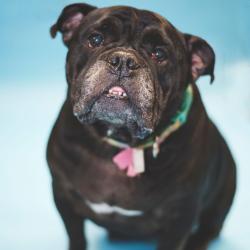 Shelter Stray Female Dog last seen , 8020 Washington St, Port Richey, FL 34668, USA