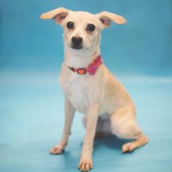Shelter Stray Female Dog last seen , 8020 Washington St, Port Richey, FL 34668, USA