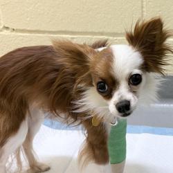 Shelter Stray Male Dog last seen , 2608 Center St, Tacoma, WA 98409, USA