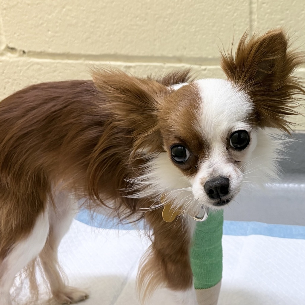 Shelter Stray Male Dog last seen , 2608 Center St, Tacoma, WA 98409, USA