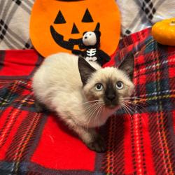Shelter Stray Female Cat last seen , 361 S Raymond Ave, Pasadena, CA 91105, USA
