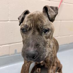 Shelter Stray Male Dog last seen , 2608 Center St, Tacoma, WA 98409, USA