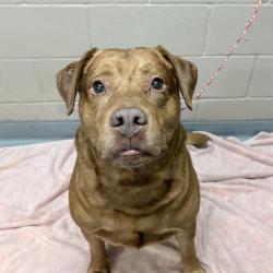 Shelter Stray Male Dog last seen , 2608 Center St, Tacoma, WA 98409, USA