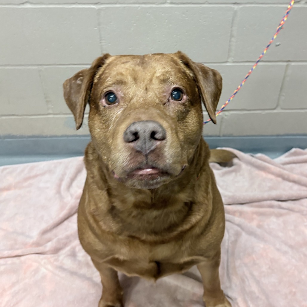 Shelter Stray Male Dog last seen , 2608 Center St, Tacoma, WA 98409, USA