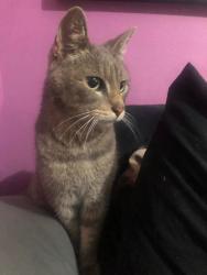 Lost Male Cat last seen Bert H Fulton School Tinley Park 60477, Tinley Park, IL 60477