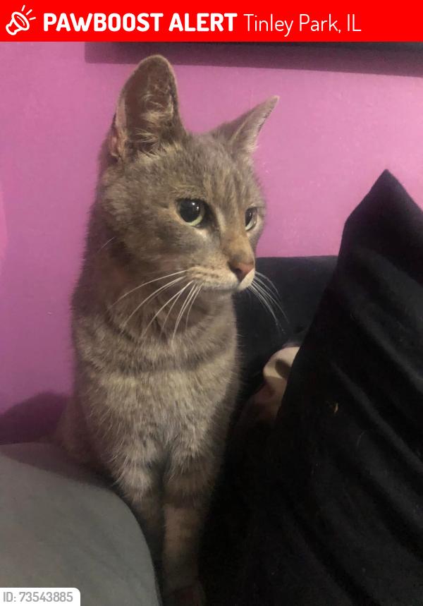 Lost Male Cat last seen Bert H Fulton School Tinley Park 60477, Tinley Park, IL 60477