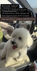 Lost Male Dog last seen Near overlook rd, Orefield, PA 18069