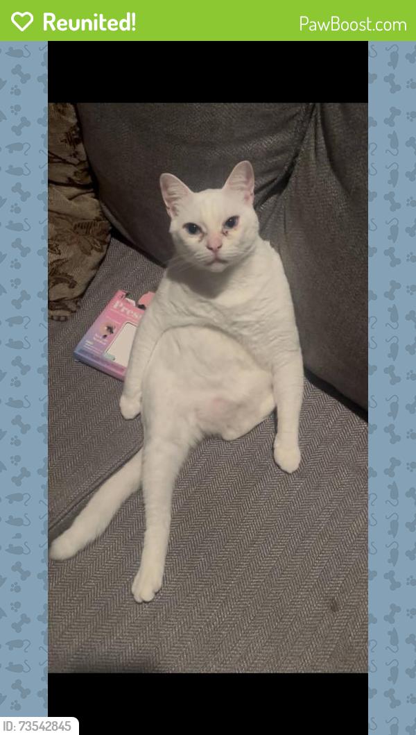 Reunited Male Cat last seen fourth avenue Redwood City, Redwood City, CA 94063
