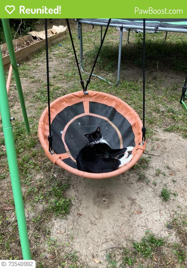 Reunited Male Cat last seen Rosemary, Tallahassee, FL 32303