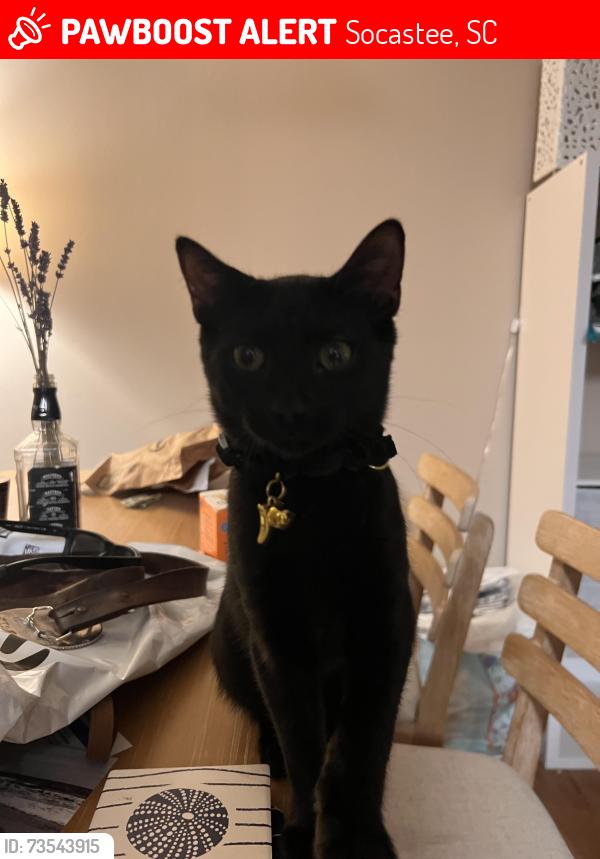 Lost Male Cat last seen Palmetto pointe blvd, Socastee, SC 29588