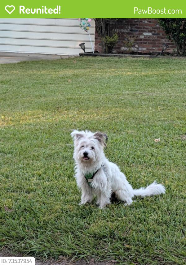 Reunited Unknown Dog last seen Near Seneca Rd, Savannah, GA 31406, USA, Savannah, GA 31406