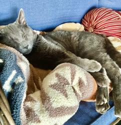 Found/Stray Male Cat last seen Folsom Dam Rd, Folsom, CA 95630