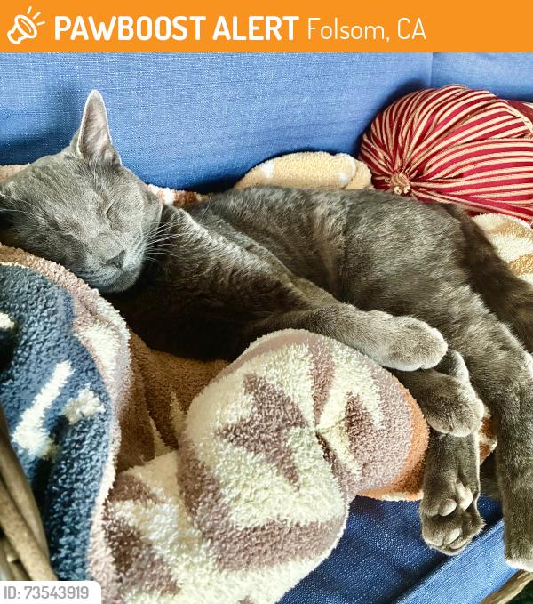 Found/Stray Male Cat last seen Folsom Dam Rd, Folsom, CA 95630