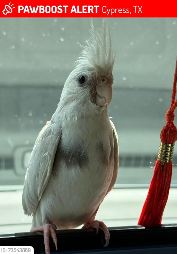 Lost Male Bird last seen Miramesa, Cypress, TX 77433