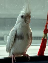 Lost Male Bird last seen Miramesa, Cypress, TX 77433