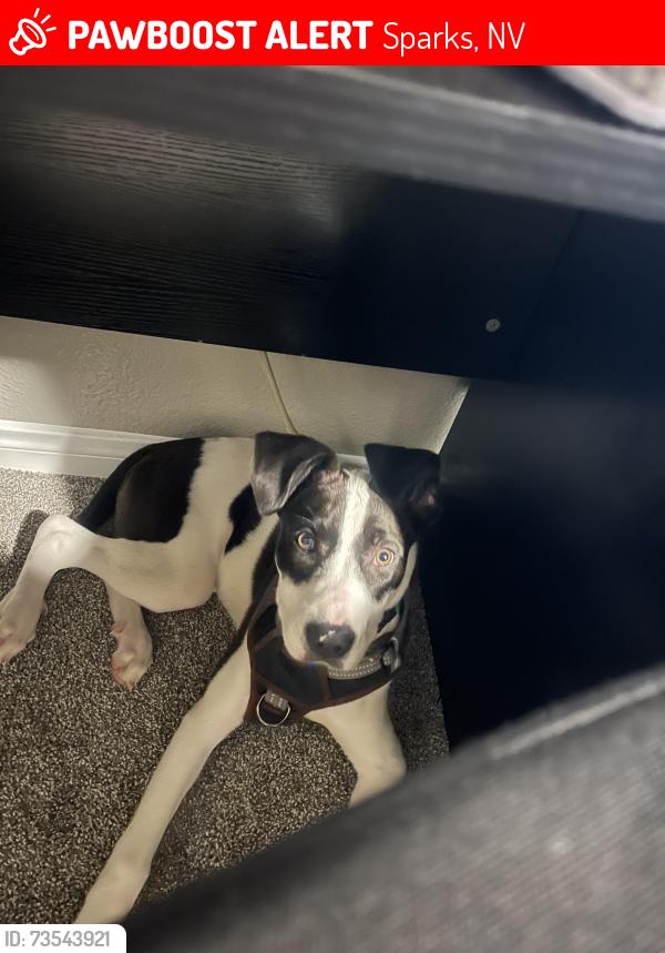 Lost Male Dog last seen Near Bridgman ct, Sparks, NV 89434