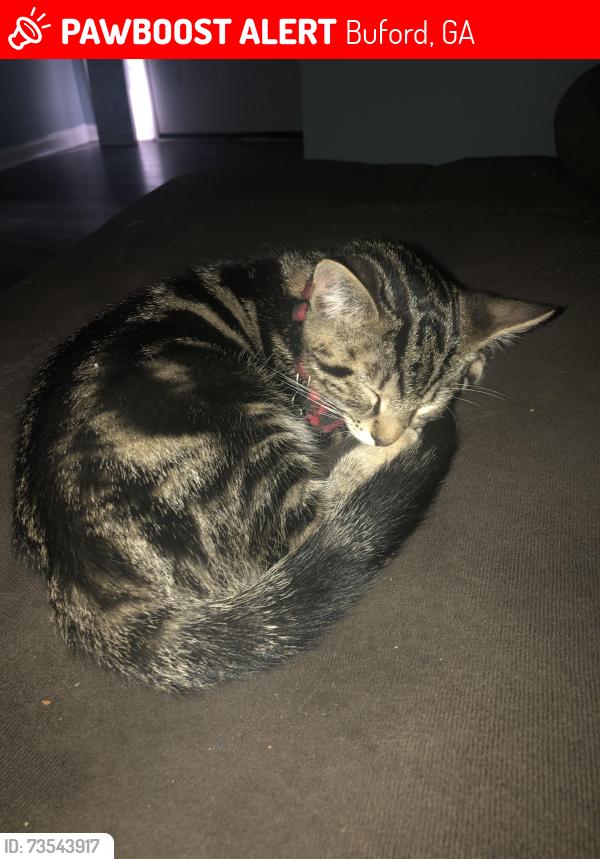 Lost Male Cat last seen Braselton Hwy and Amber Springs, Buford, GA 30519