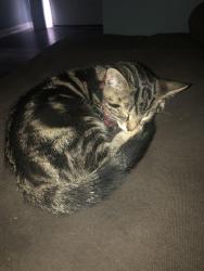 Lost Male Cat last seen Braselton Hwy and Amber Springs, Buford, GA 30519