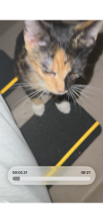 Found/Stray Female Cat last seen Singer Island, Palm Beach Shores, FL 33404