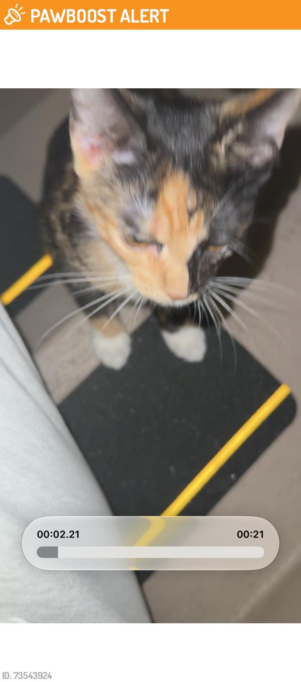 Found/Stray Female Cat last seen Singer Island, Palm Beach Shores, FL 33404