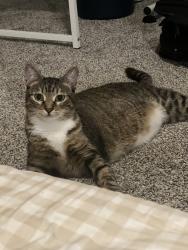 Lost Female Cat last seen Near Tyler Timmins Dr, Wood River, IL, Wood River, IL 62095