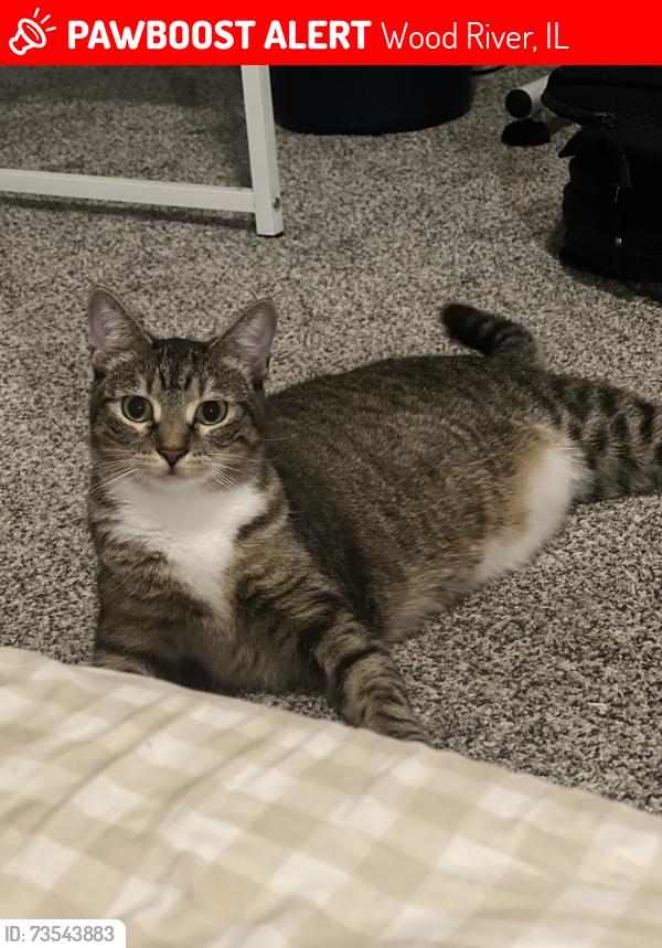 Lost Female Cat last seen Near Tyler Timmins Dr, Wood River, IL, Wood River, IL 62095