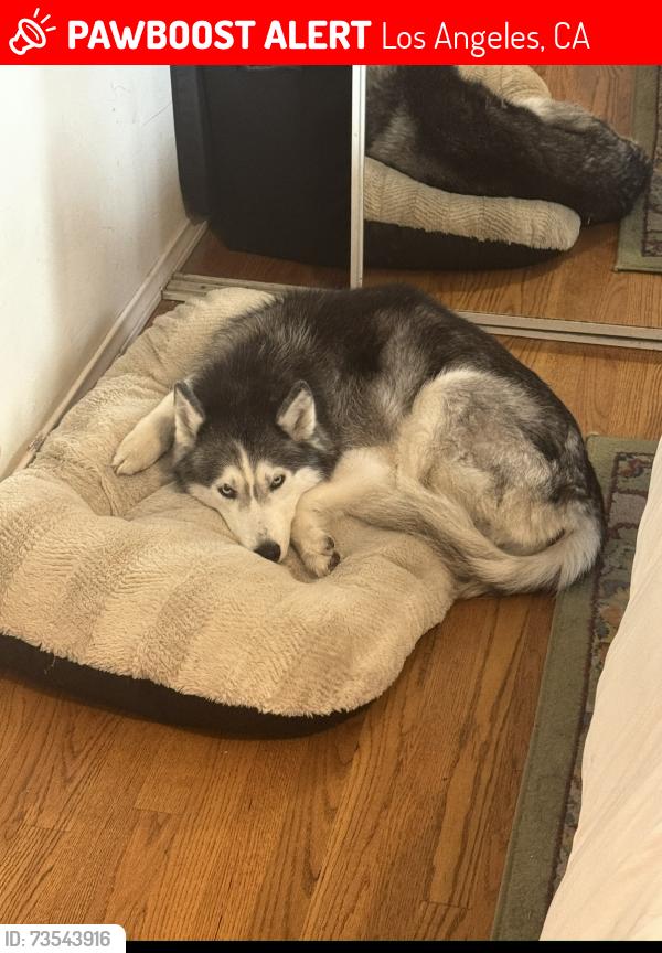 Lost Female Dog last seen Wavecrest & Speedway, Los Angeles, CA 90291