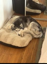 Lost Female Dog last seen Wavecrest & Speedway, Los Angeles, CA 90291