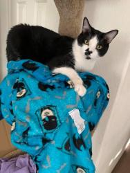 Lost Male Cat last seen Hunters Run 89031 Las Vegas nv, North Las Vegas, NV 89031