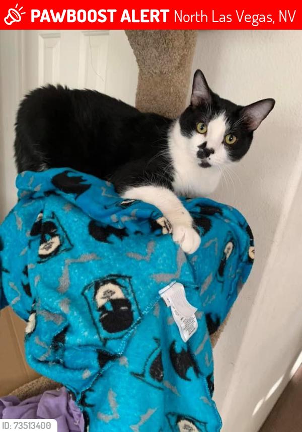 Lost Male Cat last seen Hunters Run 89031 Las Vegas nv, North Las Vegas, NV 89031