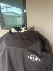 Reunited Male Cat last seen NE 15th street, Cape Coral, FL 33909