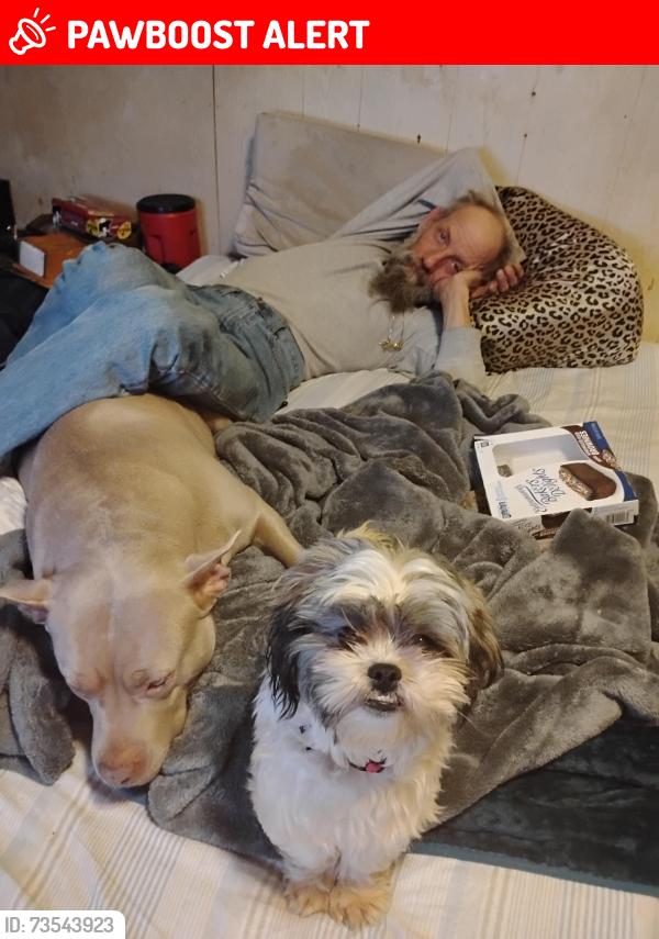 Lost Female Dog last seen Kinneville, gale and onondaga rd, Onondaga Township, MI 48827