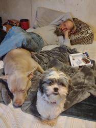 Lost Female Dog last seen Kinneville, gale and onondaga rd, Onondaga Township, MI 48827