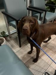 Found/Stray Female Dog last seen 49th and main st, Vancouver, BC V5W 2V4