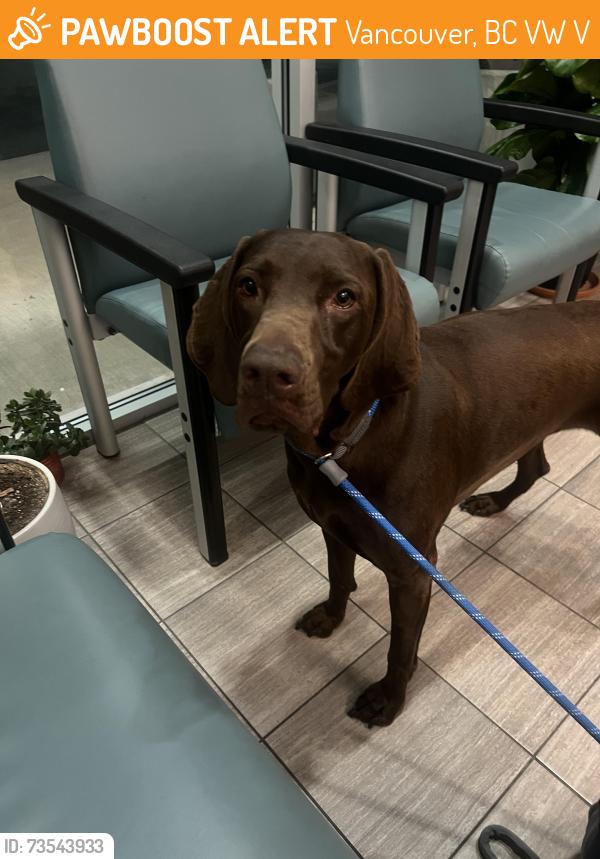 Found/Stray Female Dog last seen 49th and main st, Vancouver, BC V5W 2V4