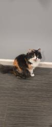 Reunited Female Cat last seen Near essex avenue dallas texas, Dallas, TX 75203