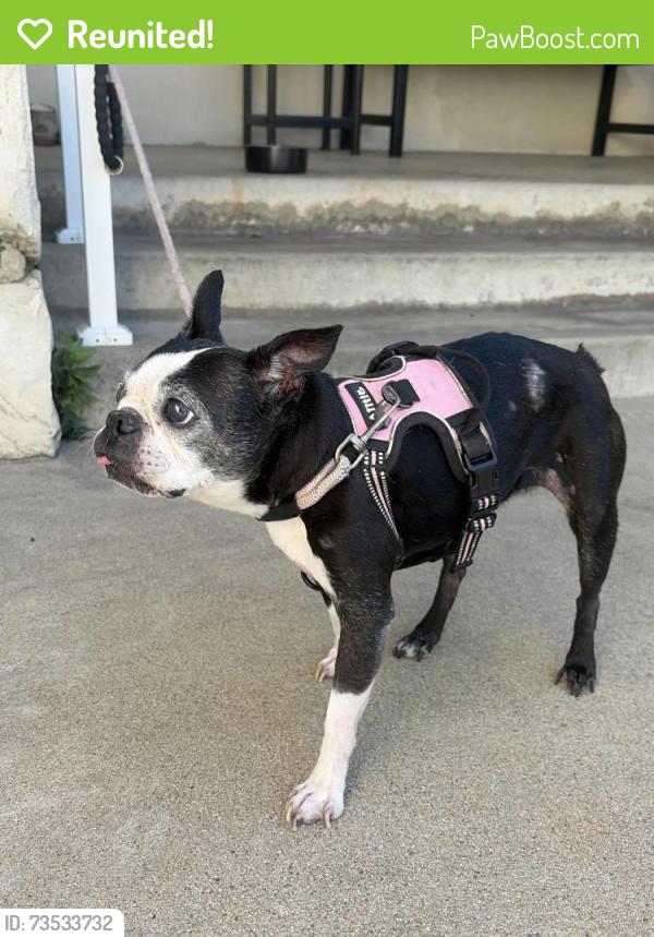 Reunited Unknown Dog last seen 184th and Dorman, Torrance, CA 90504
