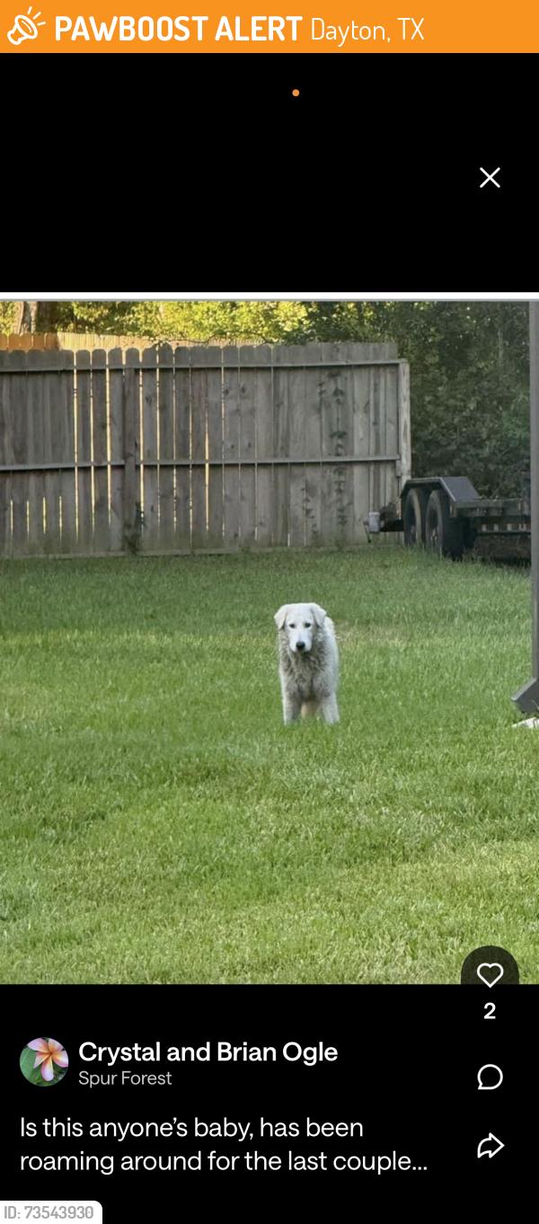 Found/Stray Unknown Dog last seen Encino ests, Dayton Texas, Dayton, TX 77535