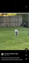 Found/Stray Unknown Dog last seen Encino ests, Dayton Texas, Dayton, TX 77535