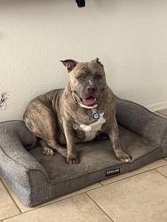 Reunited Female Dog last seen 95th ave and camelback rd, Glendale, AZ 85037