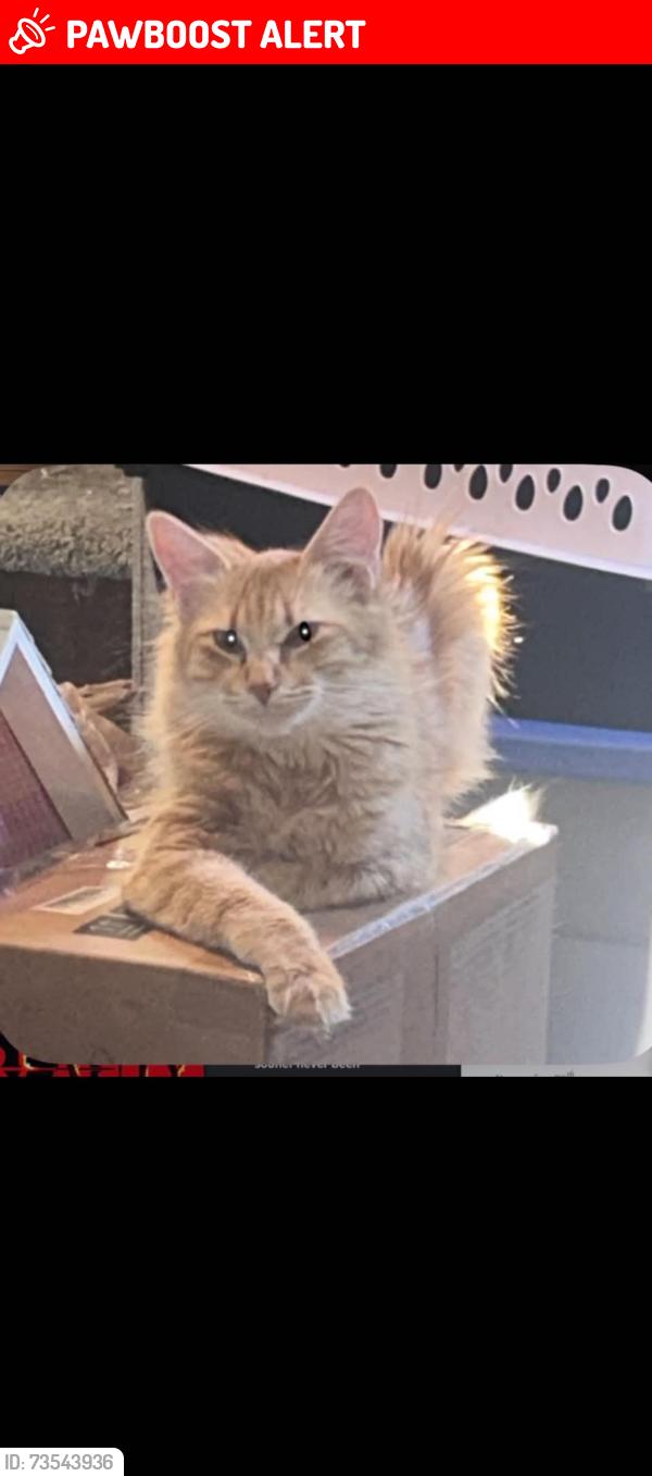 Lost Female Cat last seen Apache Trail and Mountain Road, Apache Junction, AZ 85120