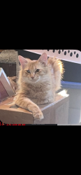 Lost Female Cat last seen Apache Trail and Mountain Road, Apache Junction, AZ 85120