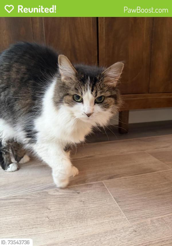 Reunited Female Cat last seen New Edinburg and Lanwin, West Windsor Township, NJ 08550