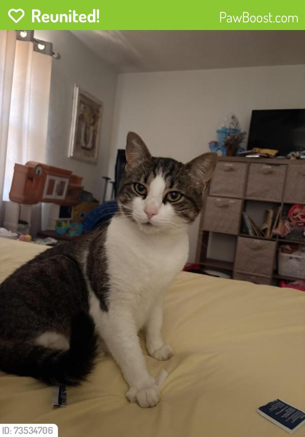 Reunited Male Cat last seen Fountain /Marlboro, East Ridge, TN 37412