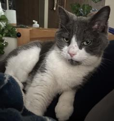 Reunited Female Cat last seen Shenandoah blvd & 131st ave, Minneapolis, MN 55448