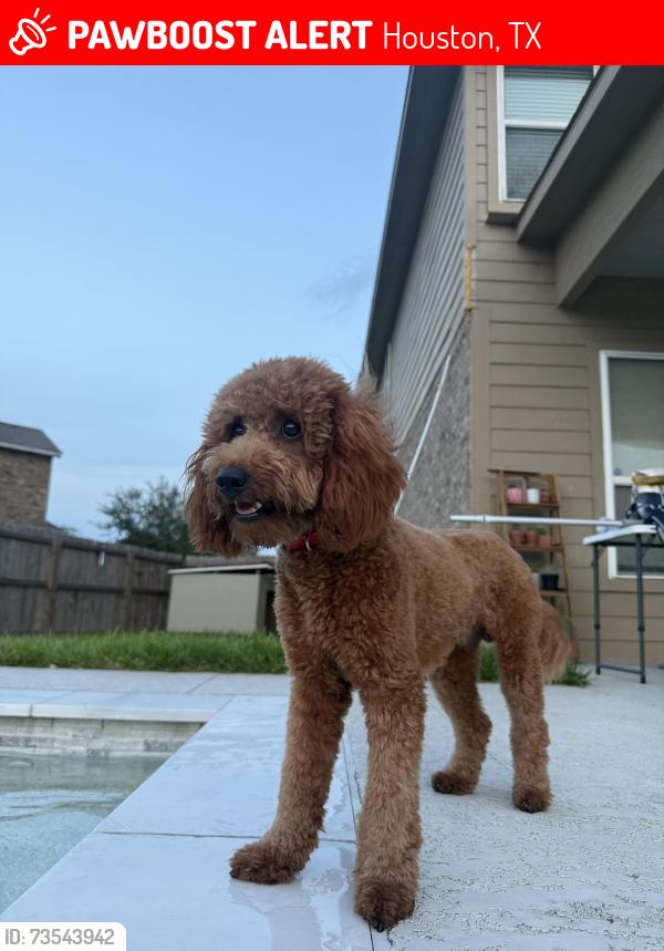 Lost Male Dog last seen Uvalde and 90, Houston, TX 77049