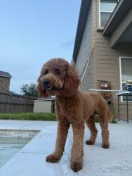 Lost Male Dog last seen Uvalde and 90, Houston, TX 77049