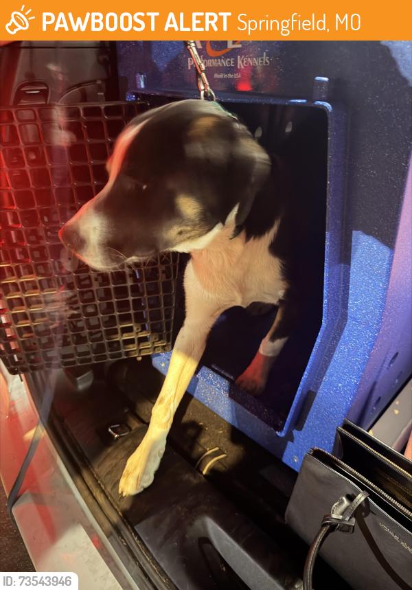 Found/Stray Unknown Dog last seen N Missouri Ave and Norton, Springfield, MO 65802