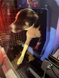 Found/Stray Unknown Dog last seen N Missouri Ave and Norton, Springfield, MO 65802