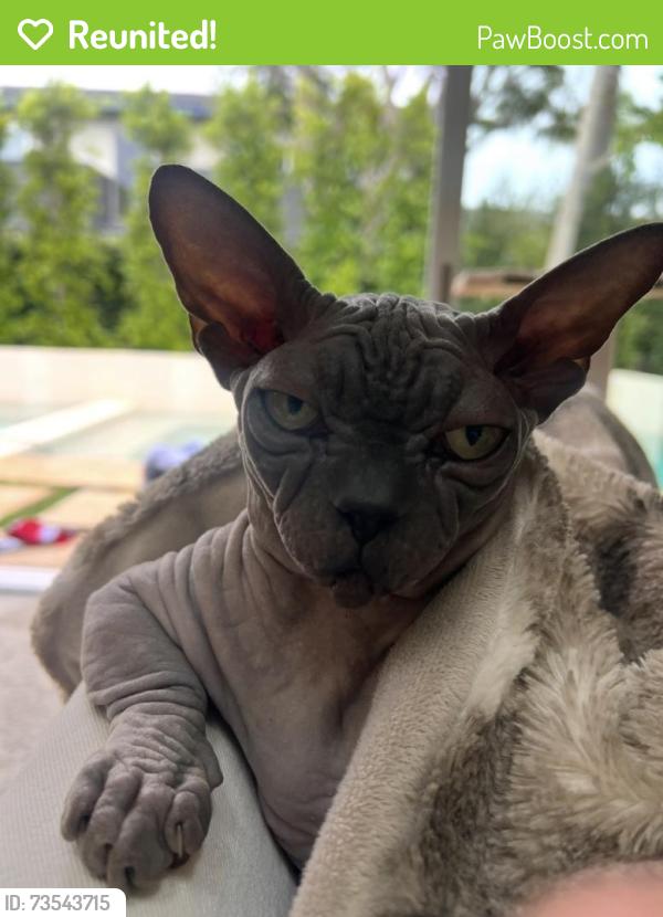 Reunited Male Cat last seen La Jolla blvd, San Diego, CA 92037